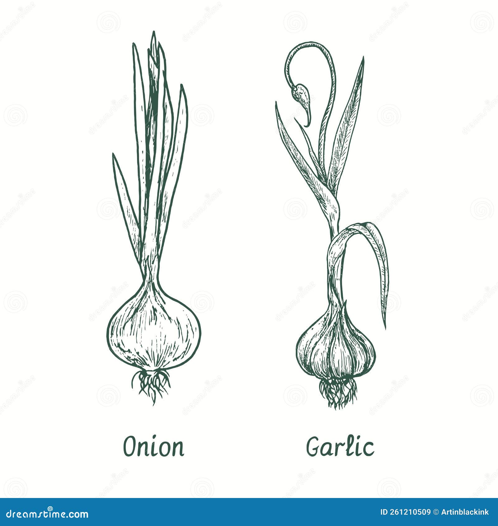 Овощи лука, чеснока и Scallion плоские Иллюстрация вектора