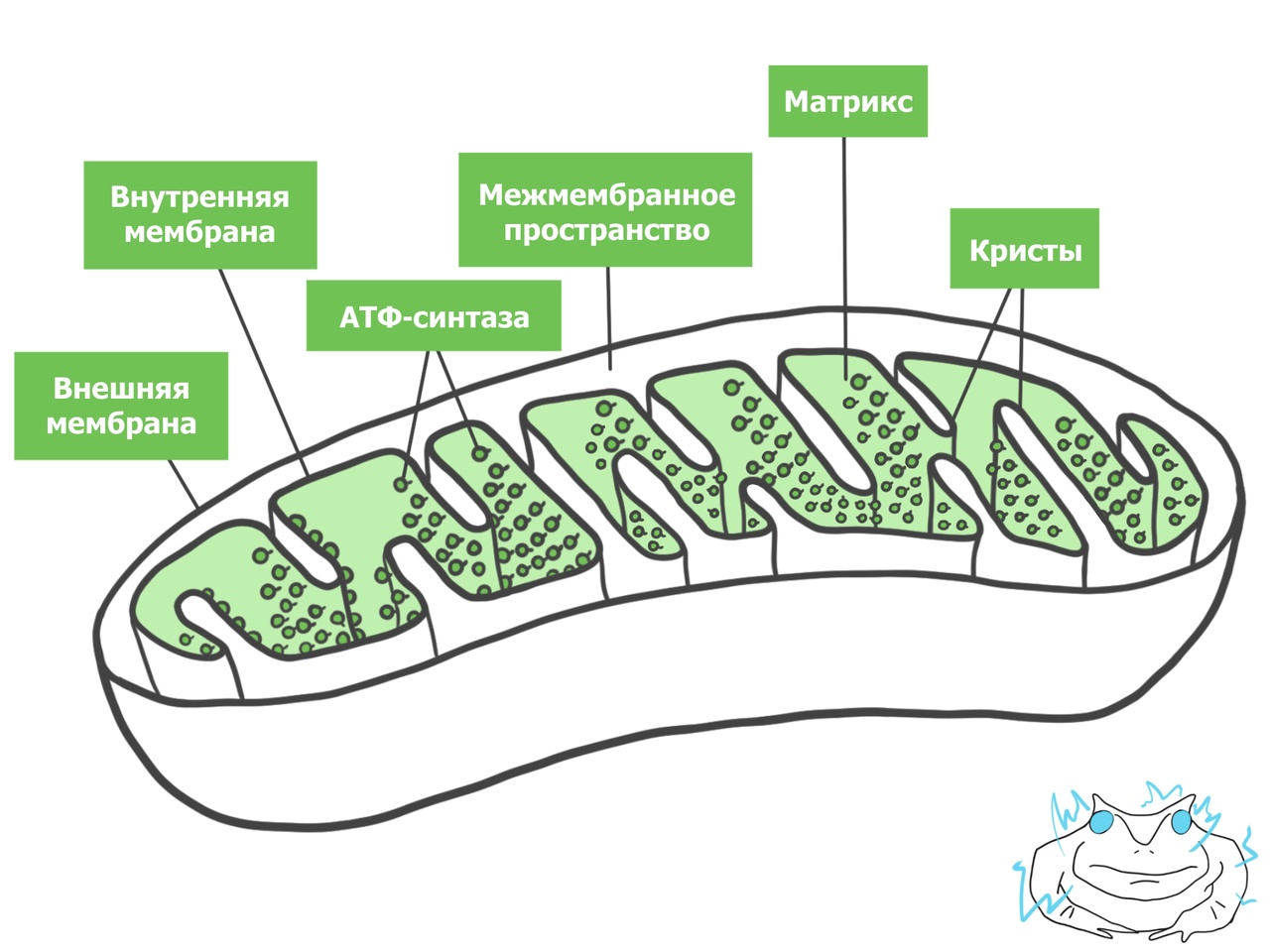 Молекулярный механизм репликации ДНК | Академия Хана