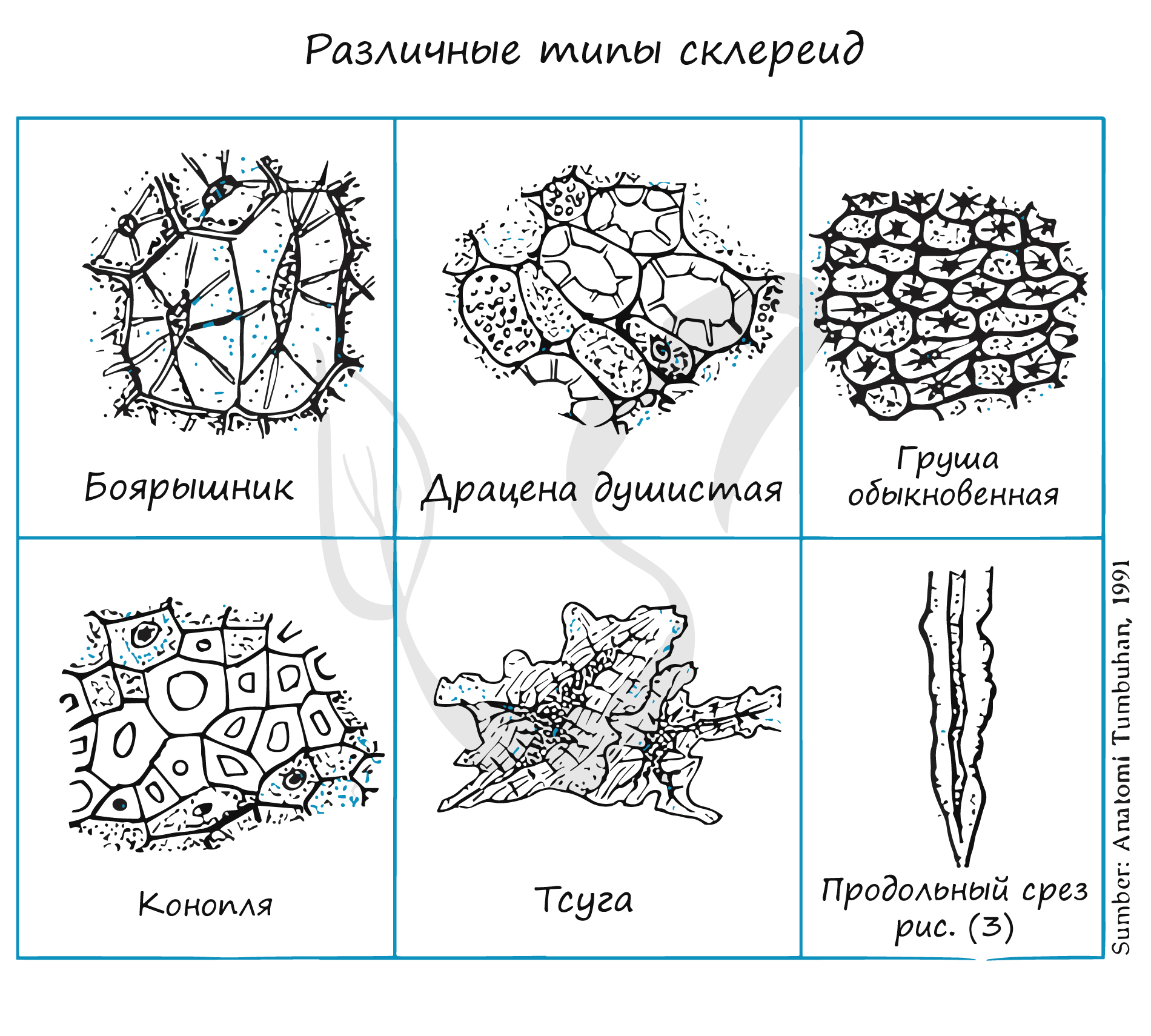 Ткани растений рисунок 