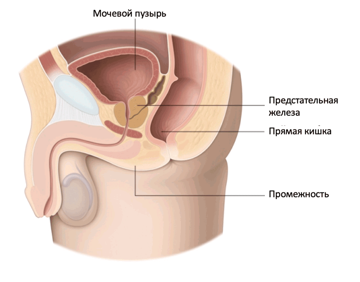 Связи в нашем теле, о которых вы не знали. Мочевой пузырь