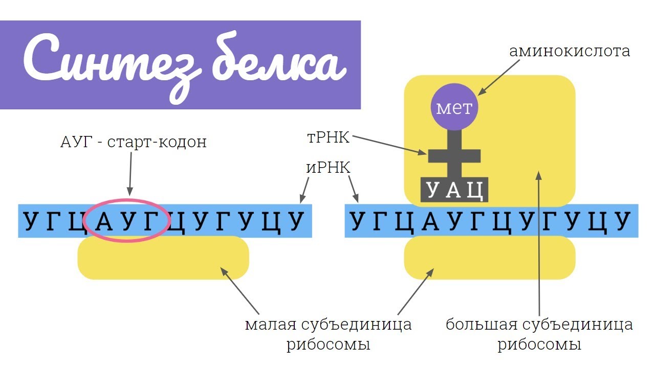 ДНК. Основные понятия.