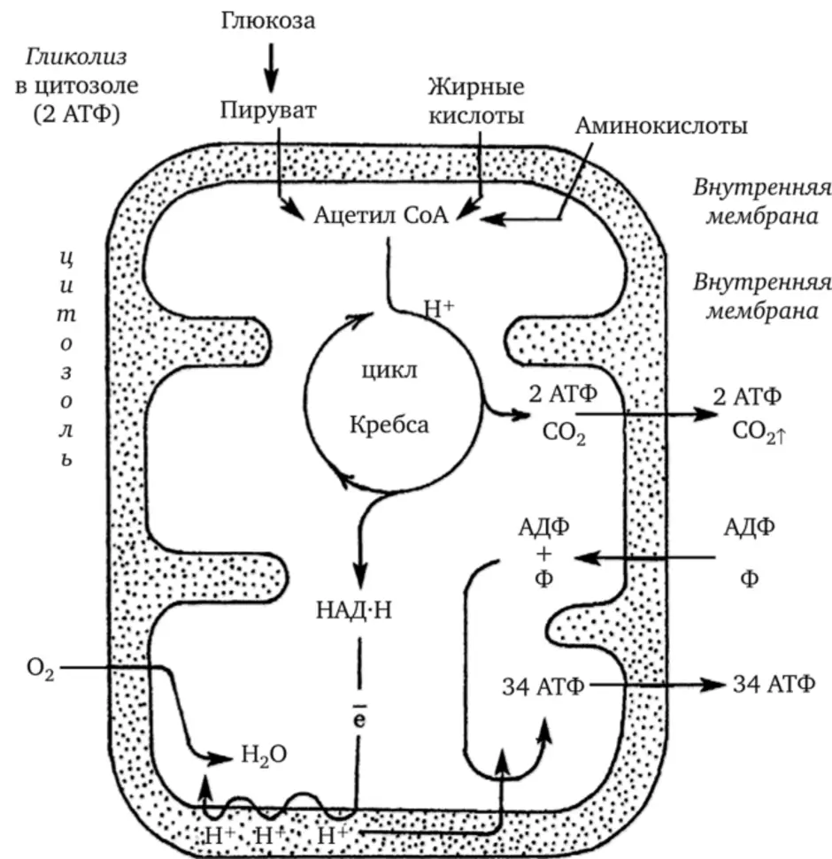 21. Клеточное дыхание: Этапы клеточного дыхания