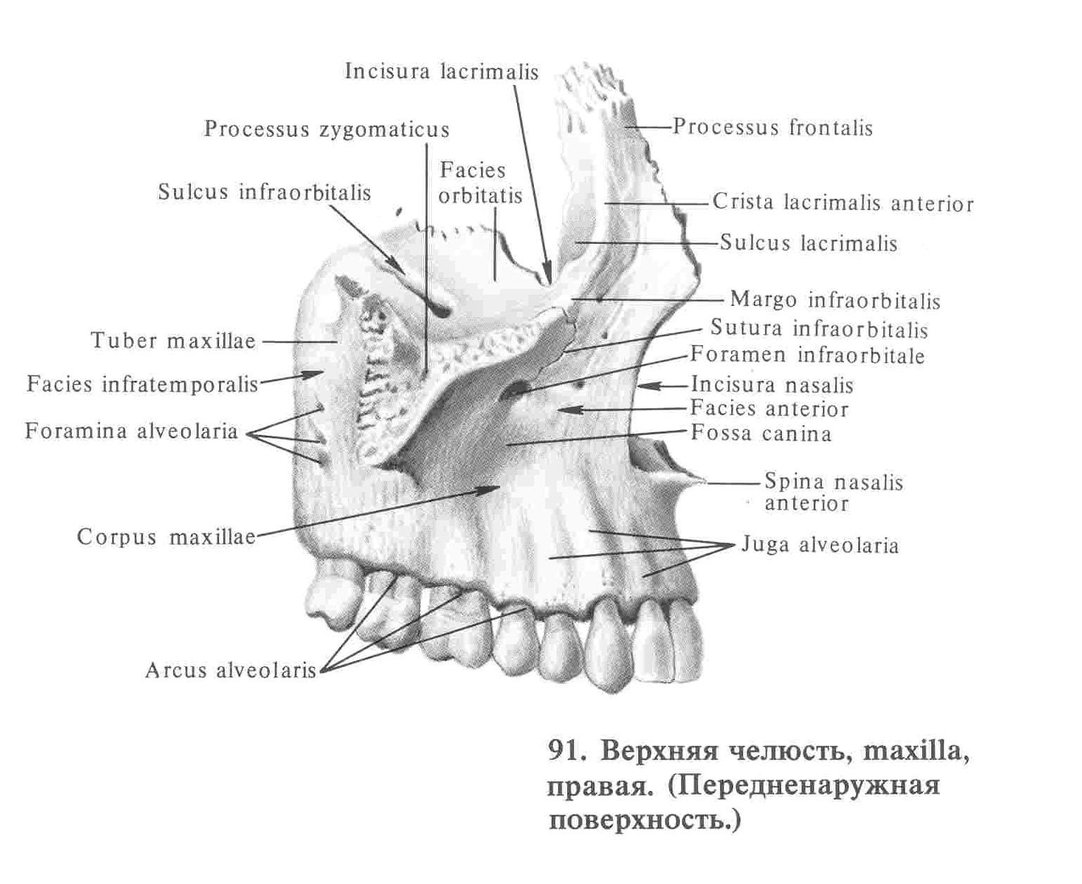 Имплантация передних зубов верхней