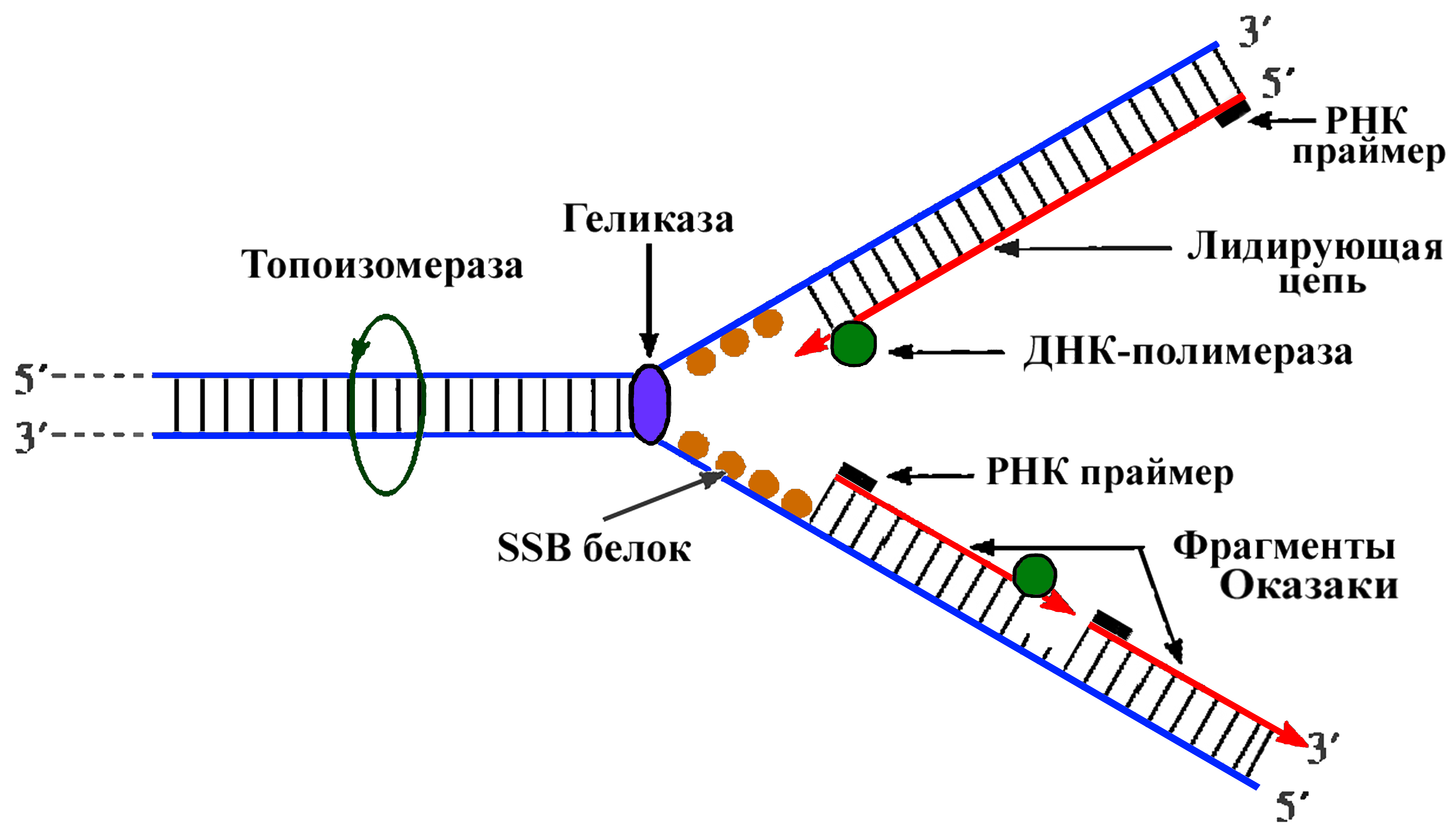 генетика № 4 Репликация транскрипция трансляция