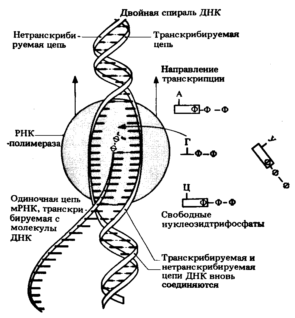 Молекулярная структура РНК | Академия Хана