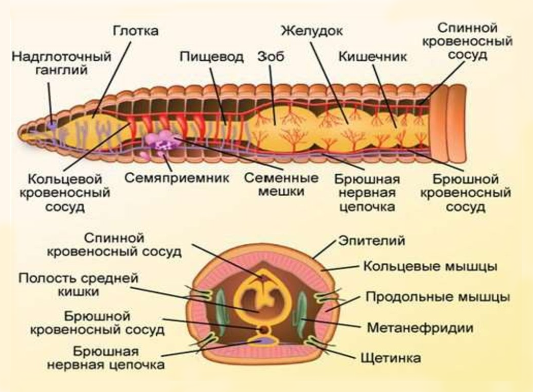 Тип Плоские черви.