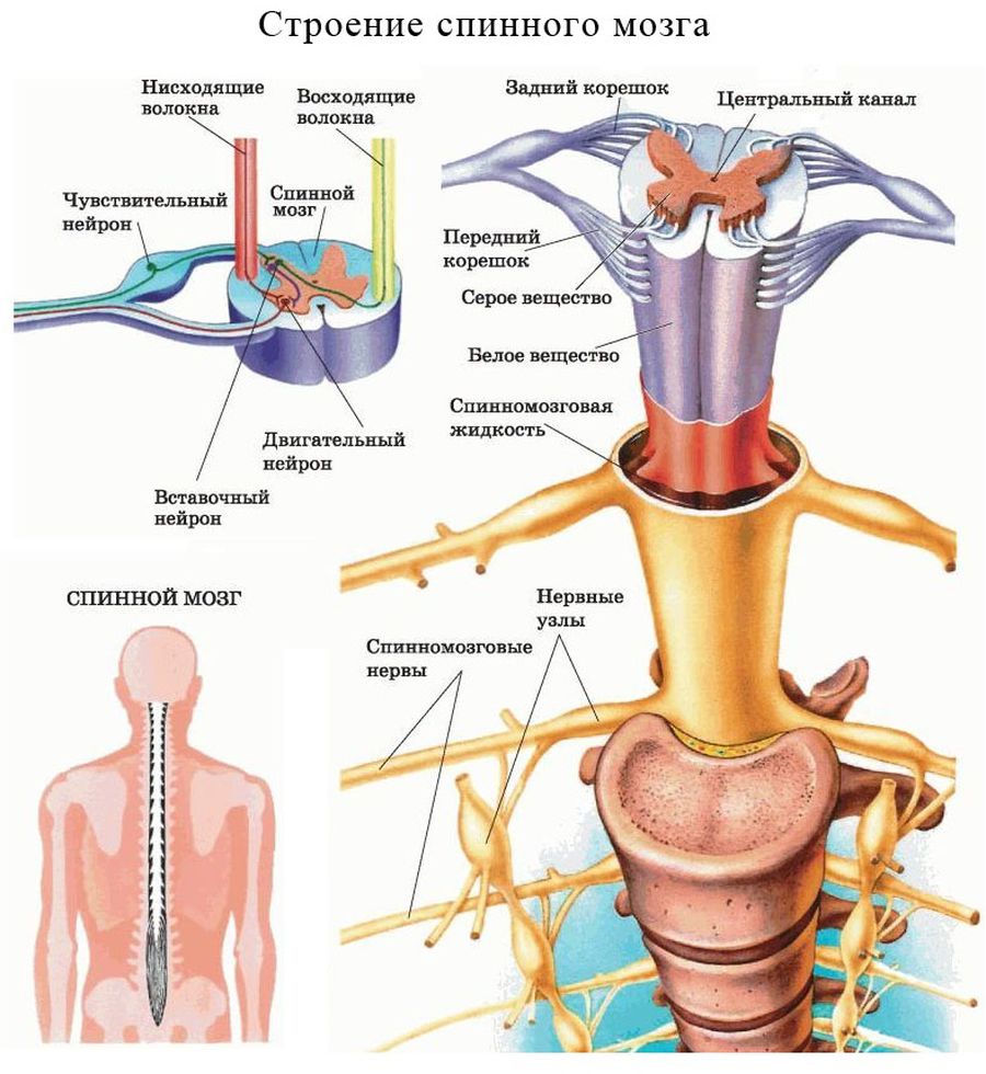 Анатомия и физиология нервной системы у
