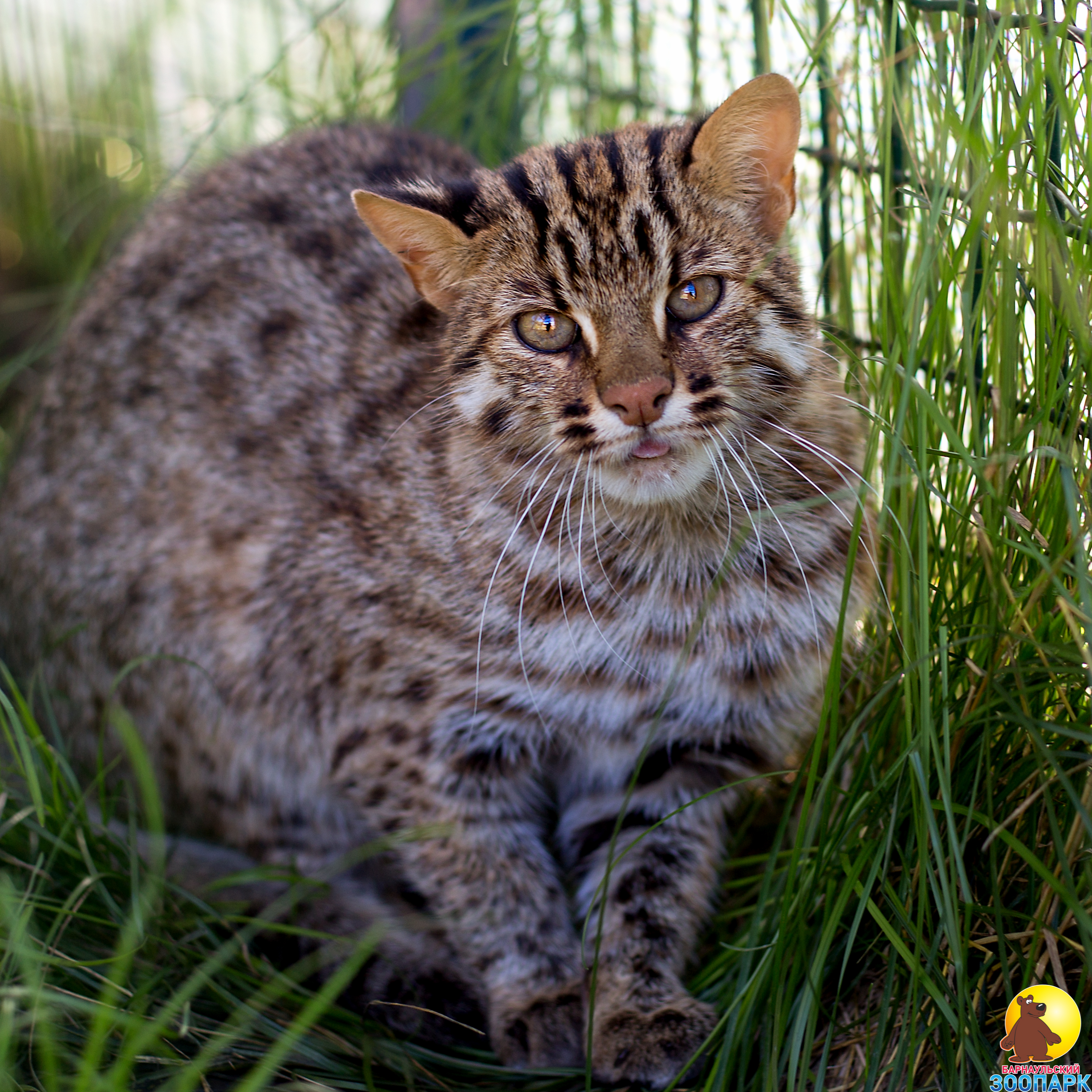 Амурский лесной кот 