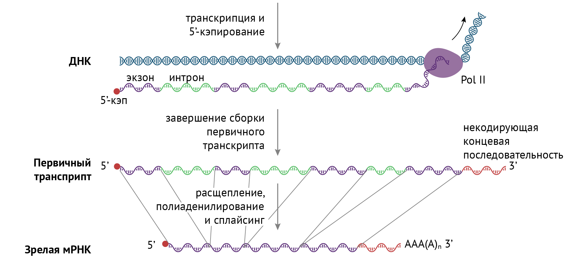 ГЛАВА 3. ДНК, РНК И СИНТЕЗ БЕЛКА