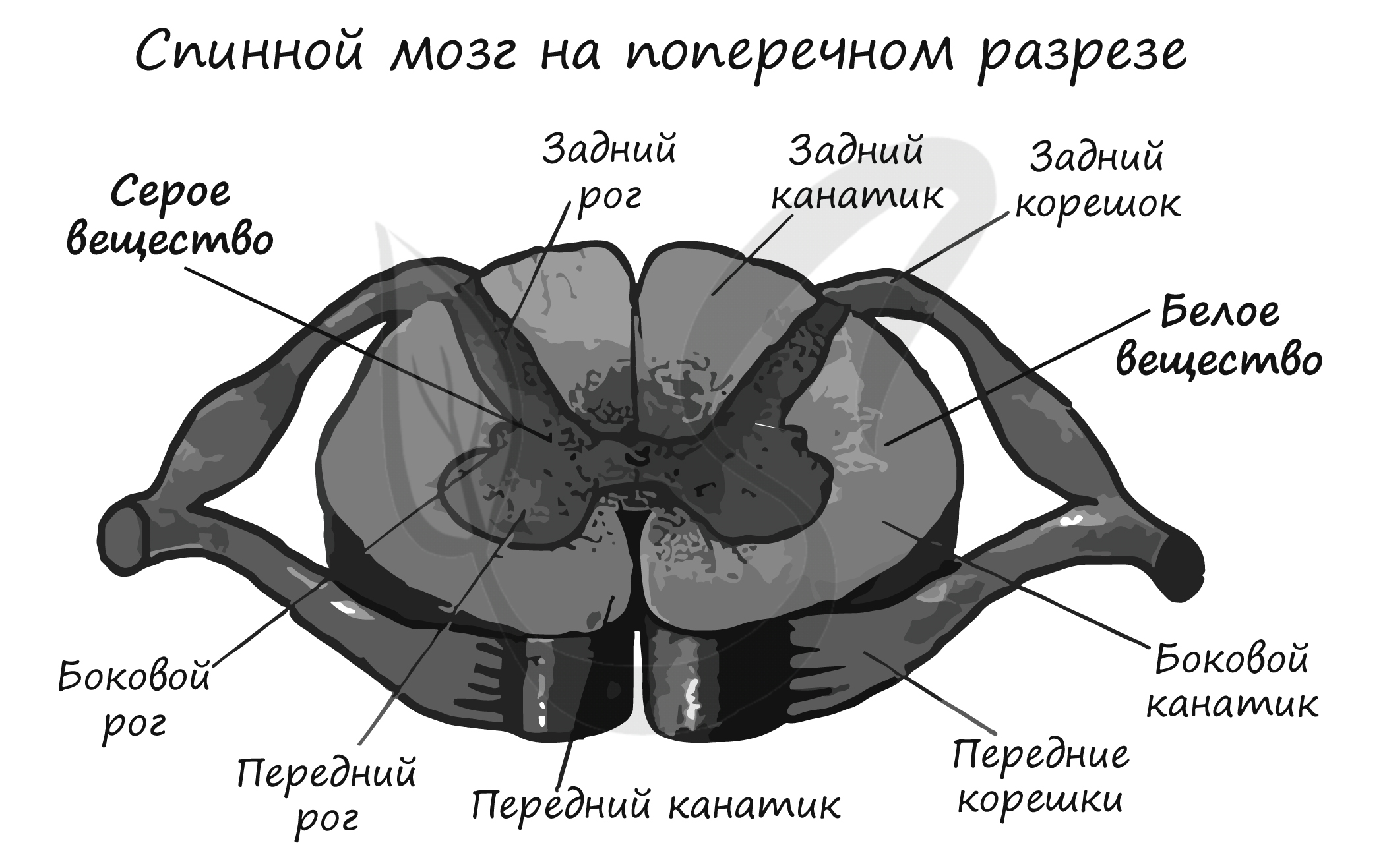 Строение Спинного Мозга Рисунок 8 Класс