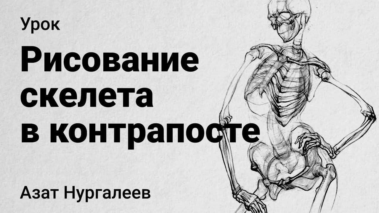 Homo sapiens Тело человека Скелет