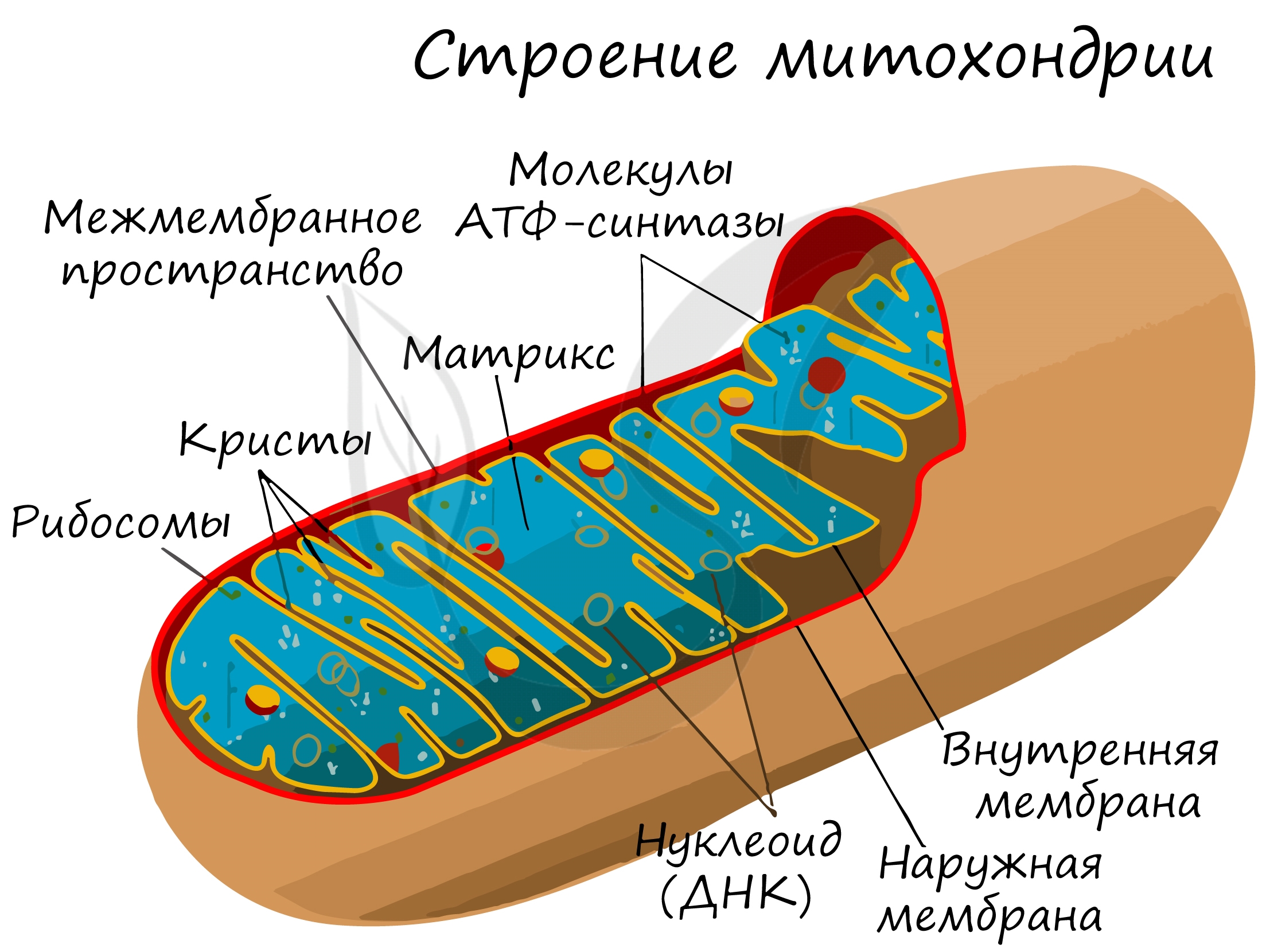 Митохондрии рисунок карандашом 