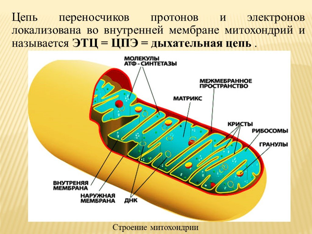 Митоз и мейоз, подготовка к ЕГЭ по биологии