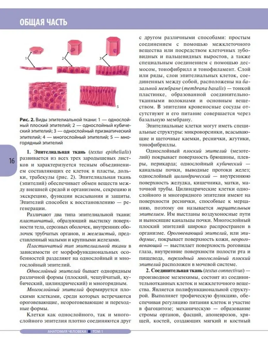 Атлас Анатомии Человека в 3