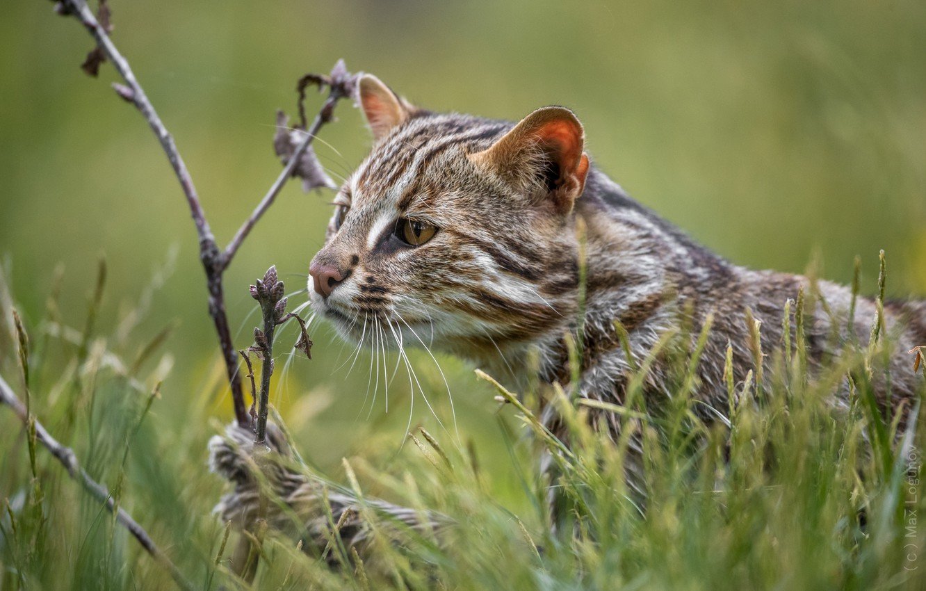 Дальневосточный лесной кот