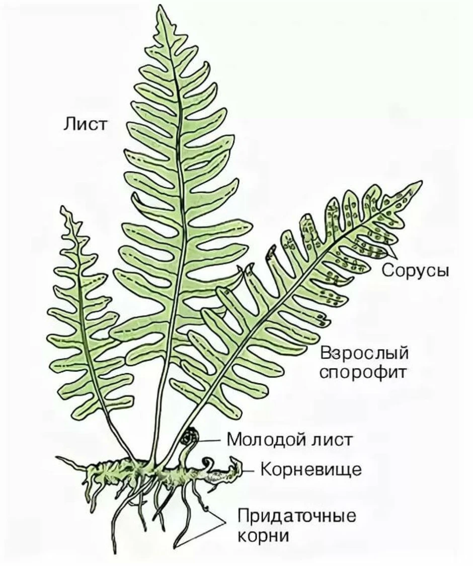 Рисунок размножение папоротника 