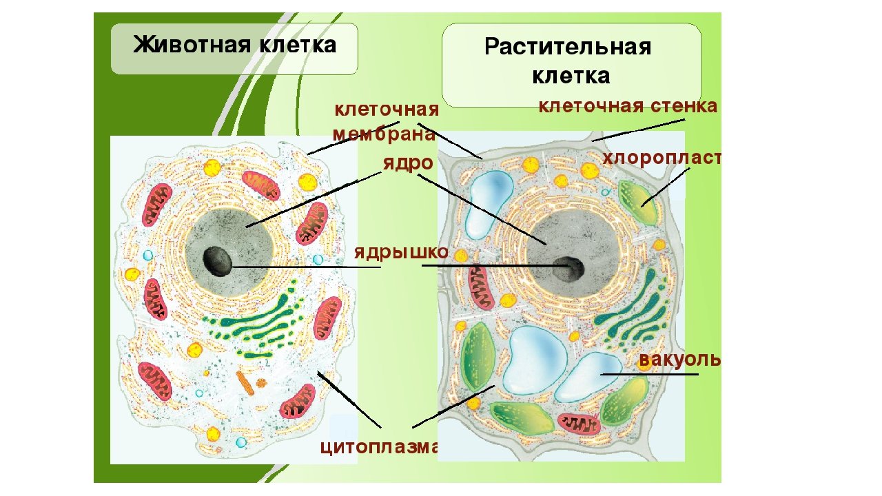 Строение растительной клетки