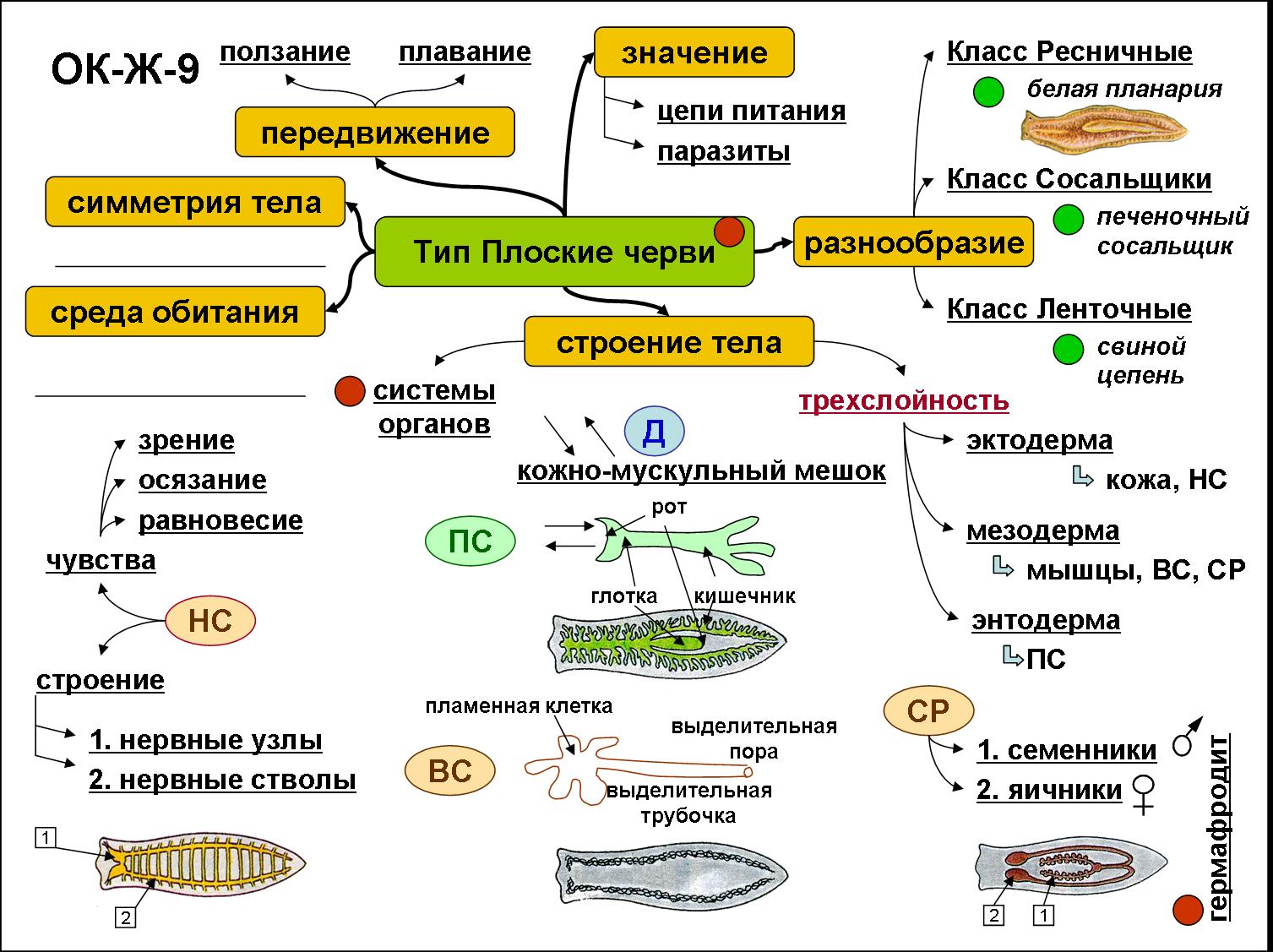 Картина на стену Лев Мотивация 70x100