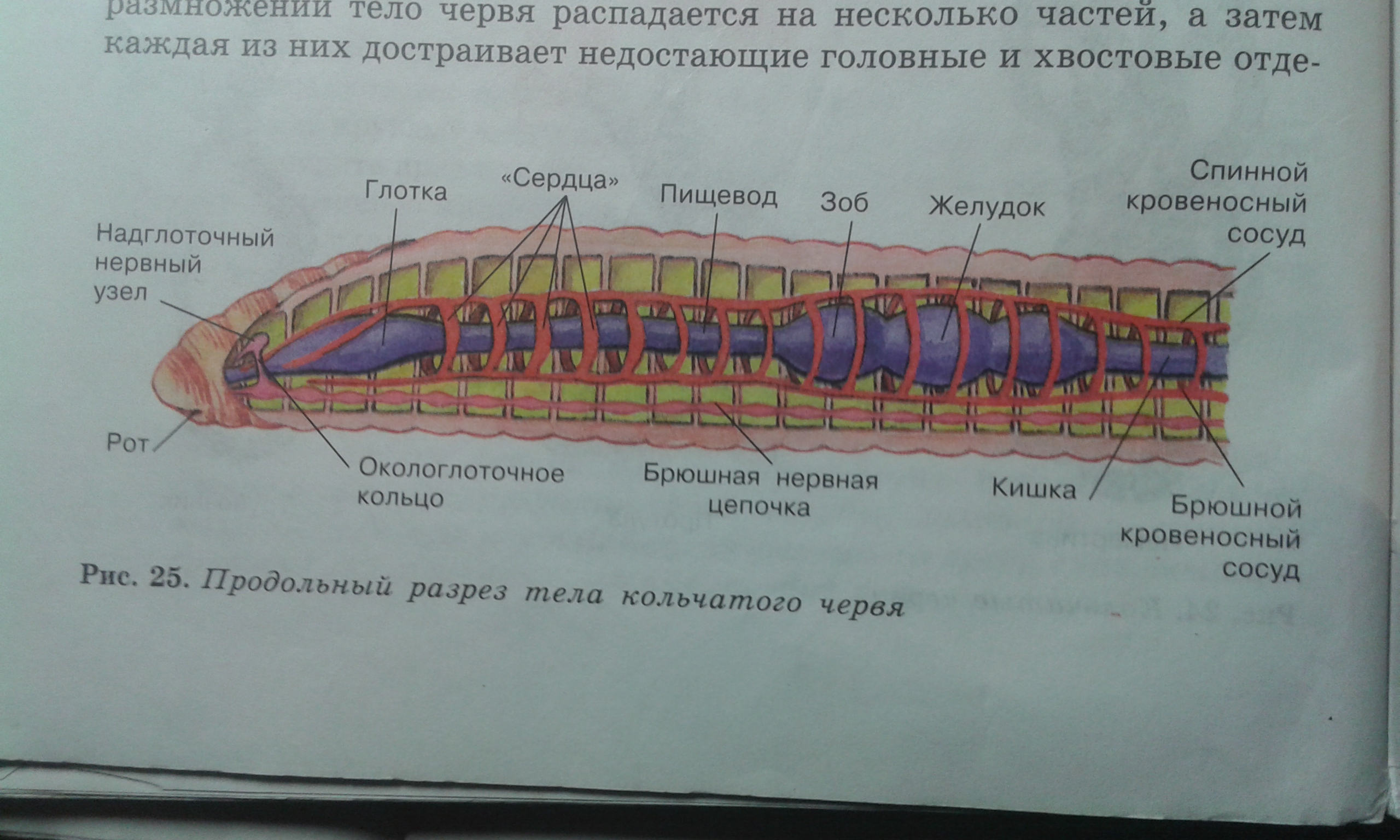 Милые животные хэллоуин волшебные в