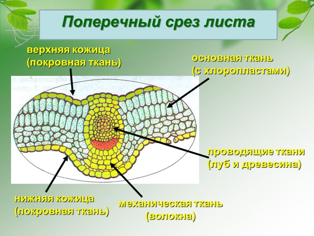 ОБЩАЯ ФИЗИОЛОГИЯ РАСТЕНИЙ