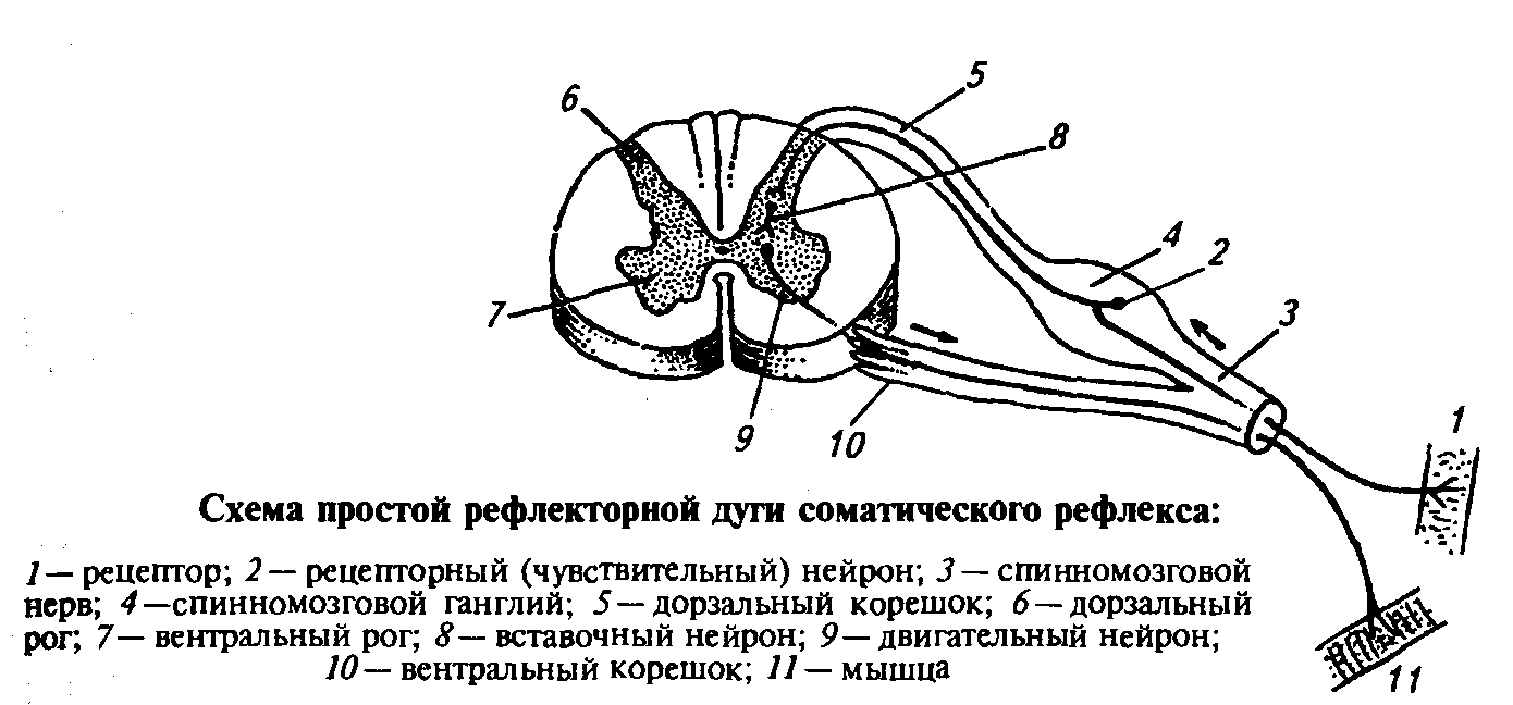 Рефлекторная Дуга Это Нейронный Путь