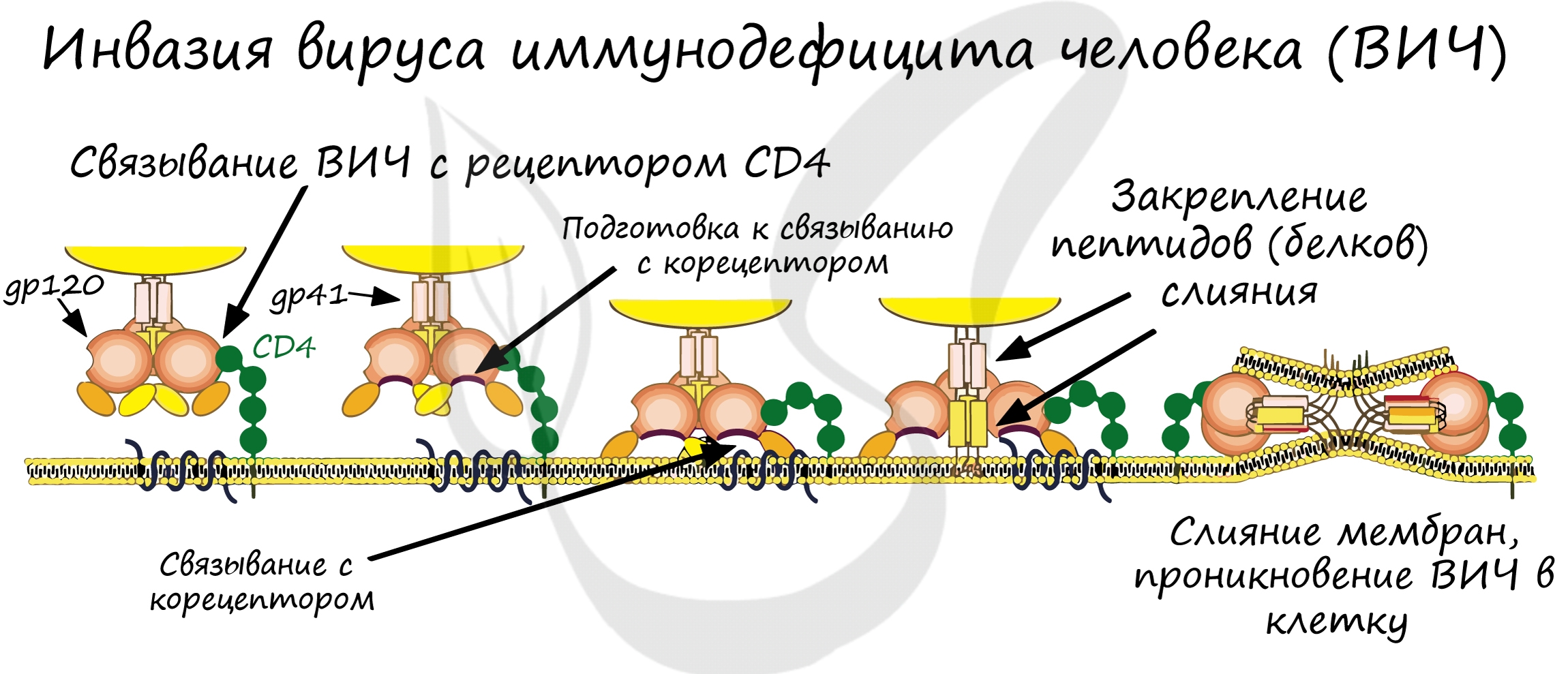 Строение клетки