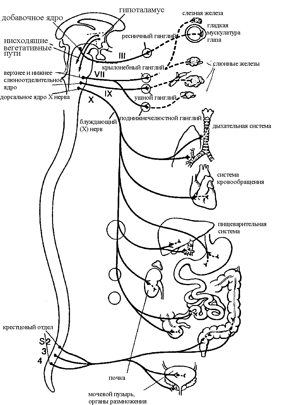 Головной мозг, череп, формирование зубов