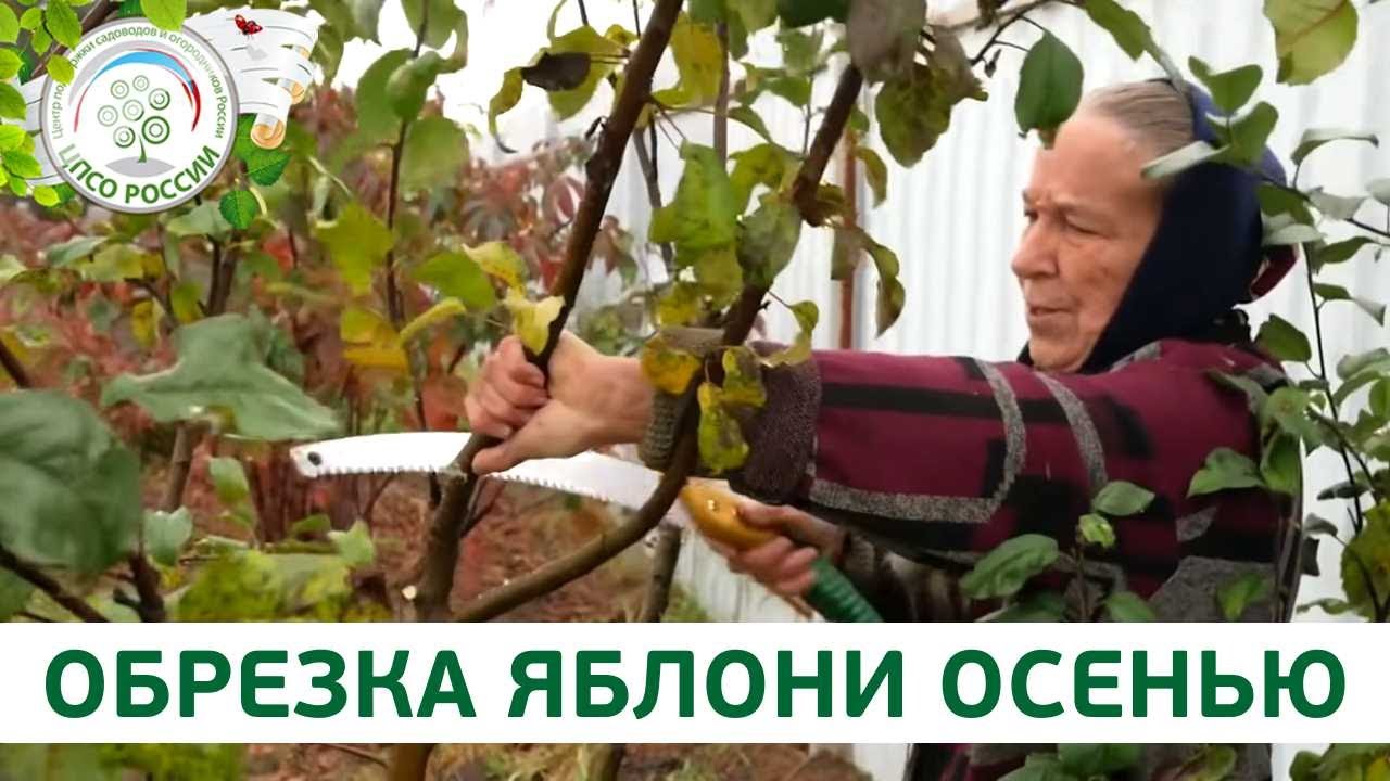 Обрезка ЯБЛОНИ ЗАПУЩЕННОЙ, или как