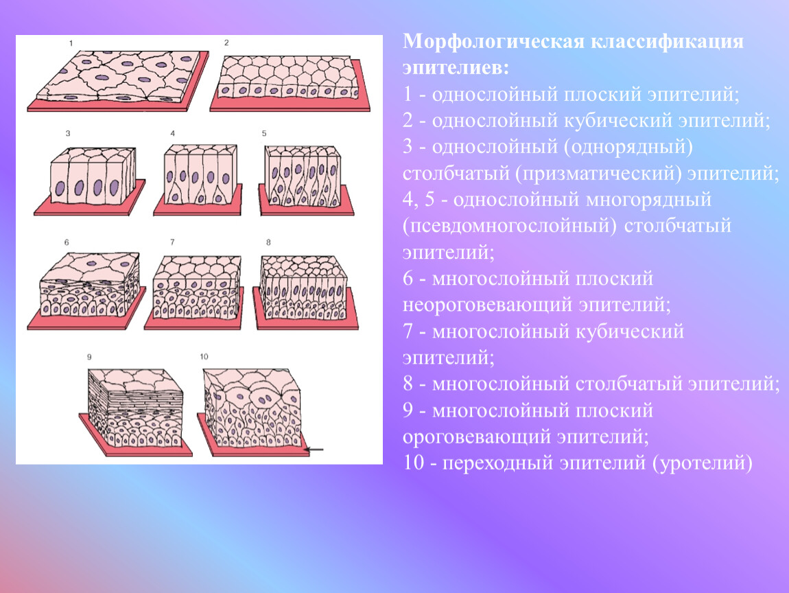 Презентация к лекционному занятию