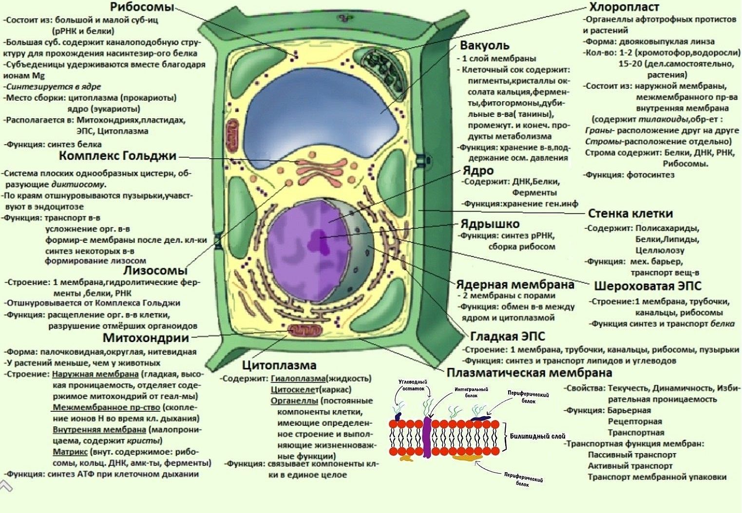 Строение и особенности растительной и