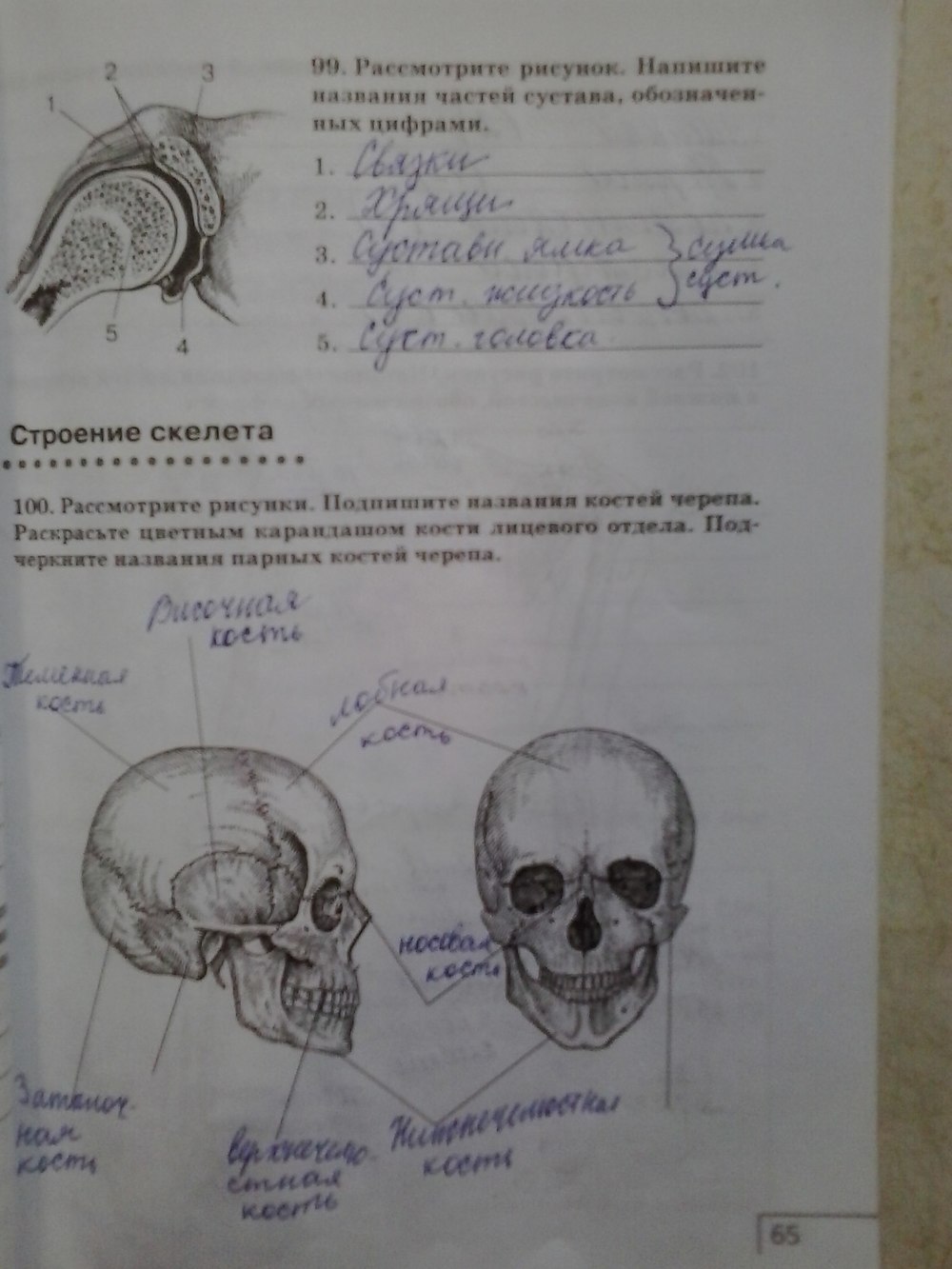 Анатомия и Скелет: истории из жизни