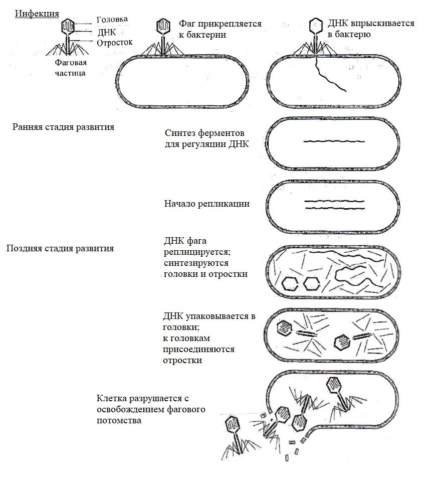 Основы микробиологии. Микроорганизмы