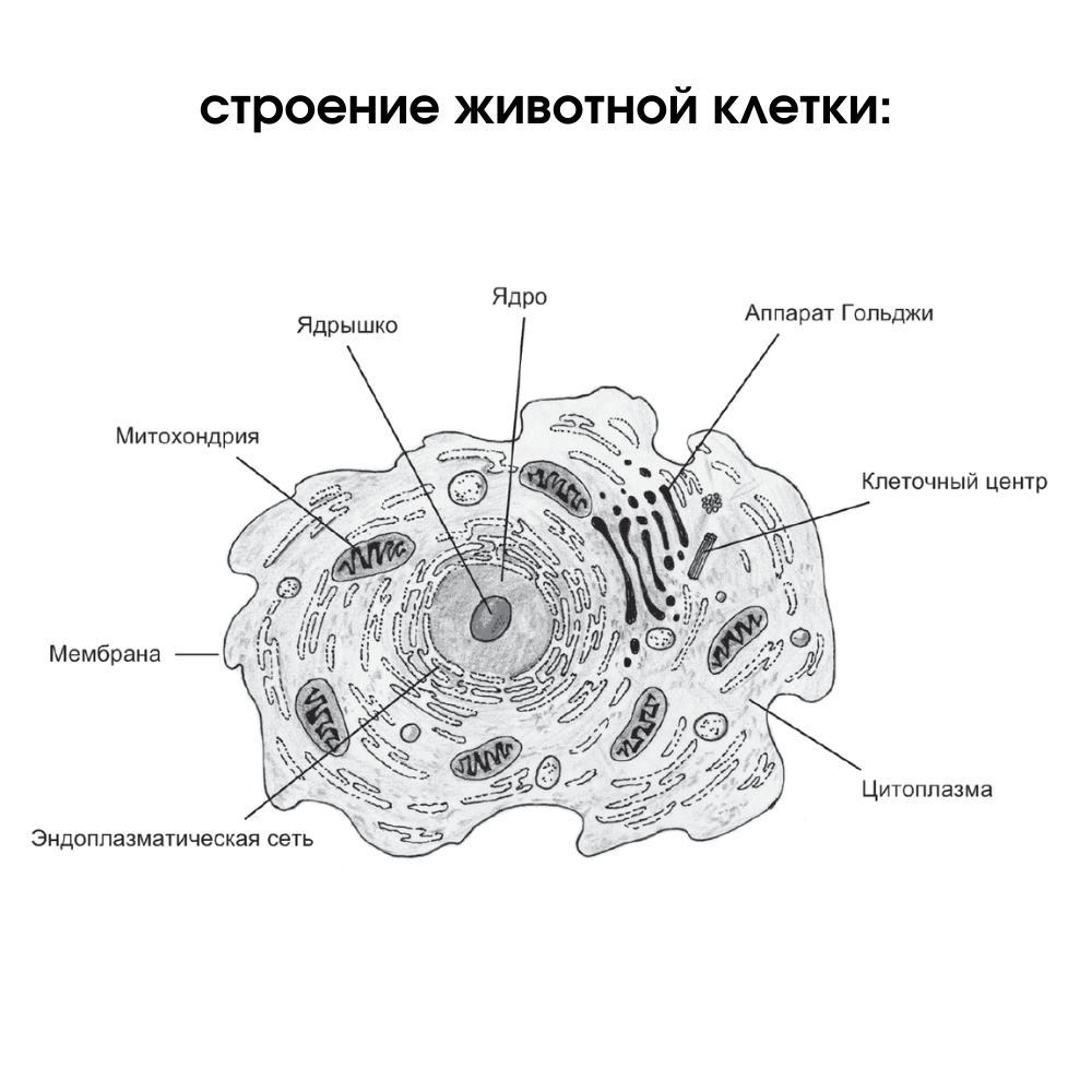 . Морфология клетки