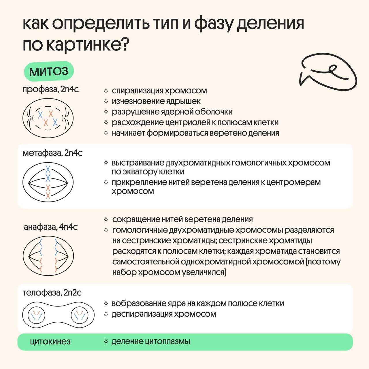 ⚡ КАК ПРОИСХОДИТ МЕЙОЗ? ⚡ Ну что