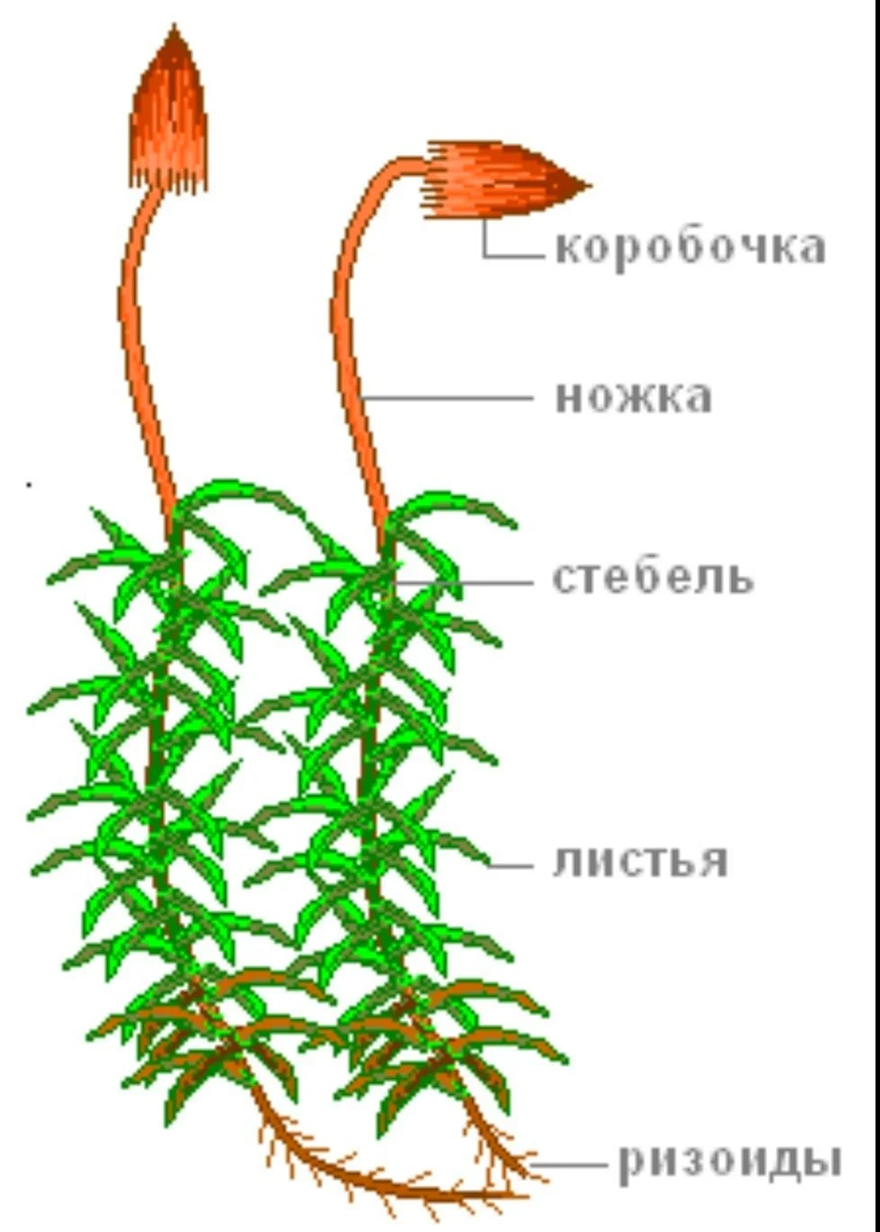 Читать Учебник Биология 6 класс Пономарева