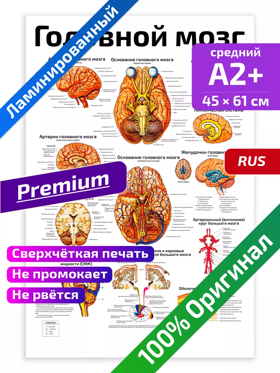 Нейроанатомия от Ибн Сины 