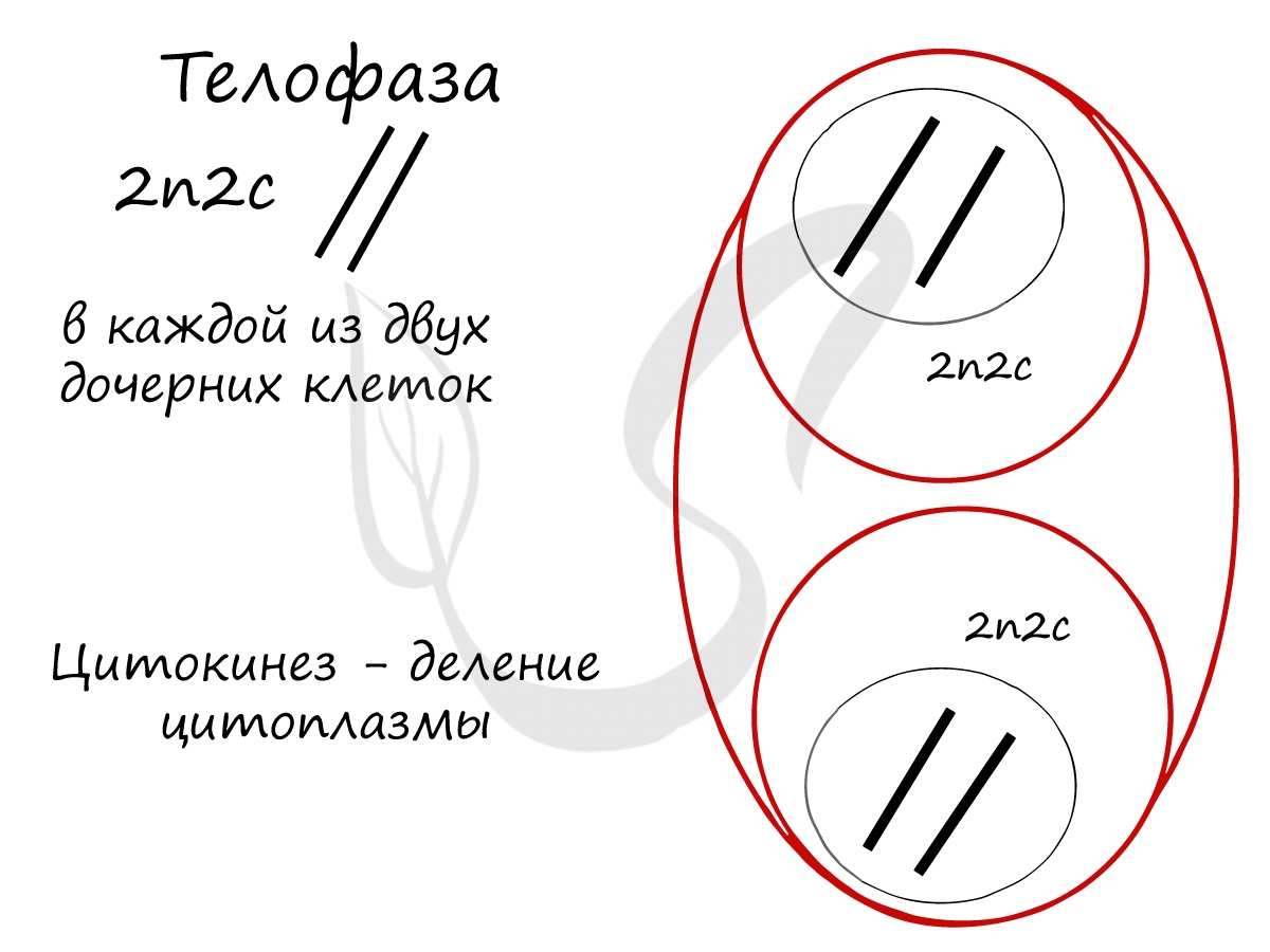 Конспект Жизненный цикл клетки. Митоз и мейоз