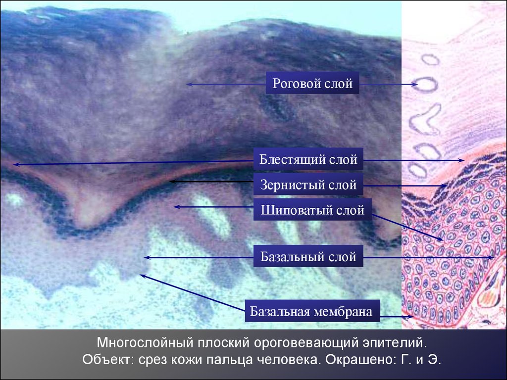 изучение пищеварительной системы