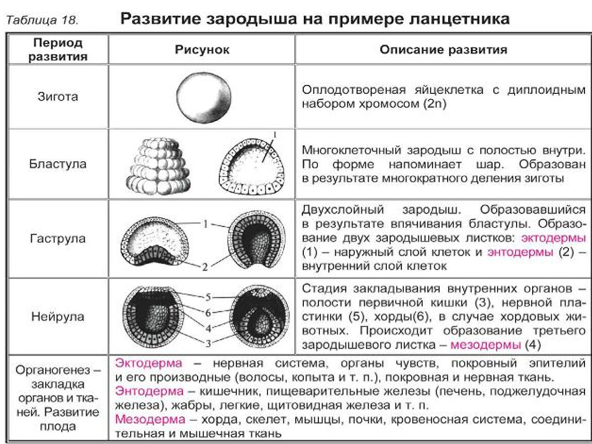 Контур дыхательный для ИВЛ взрослый 22мм/1,8 м, 2