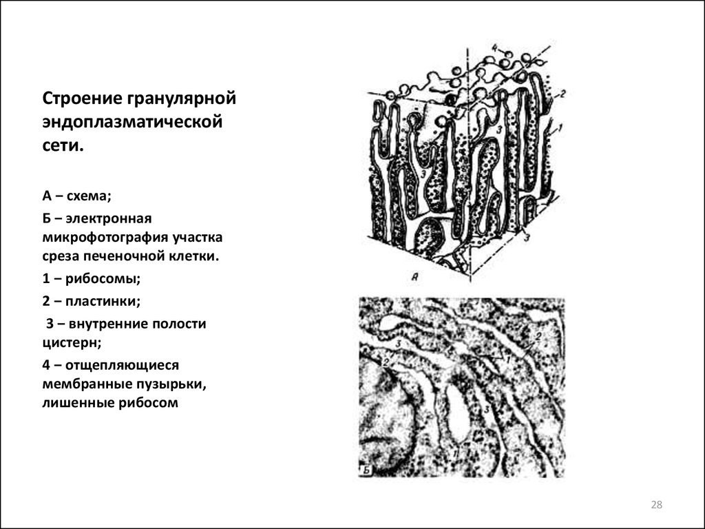 Биология