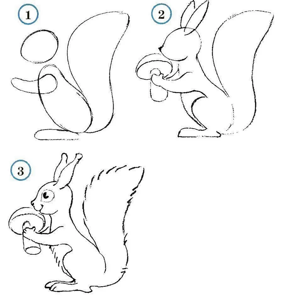 Как нарисовать белку карандашом для