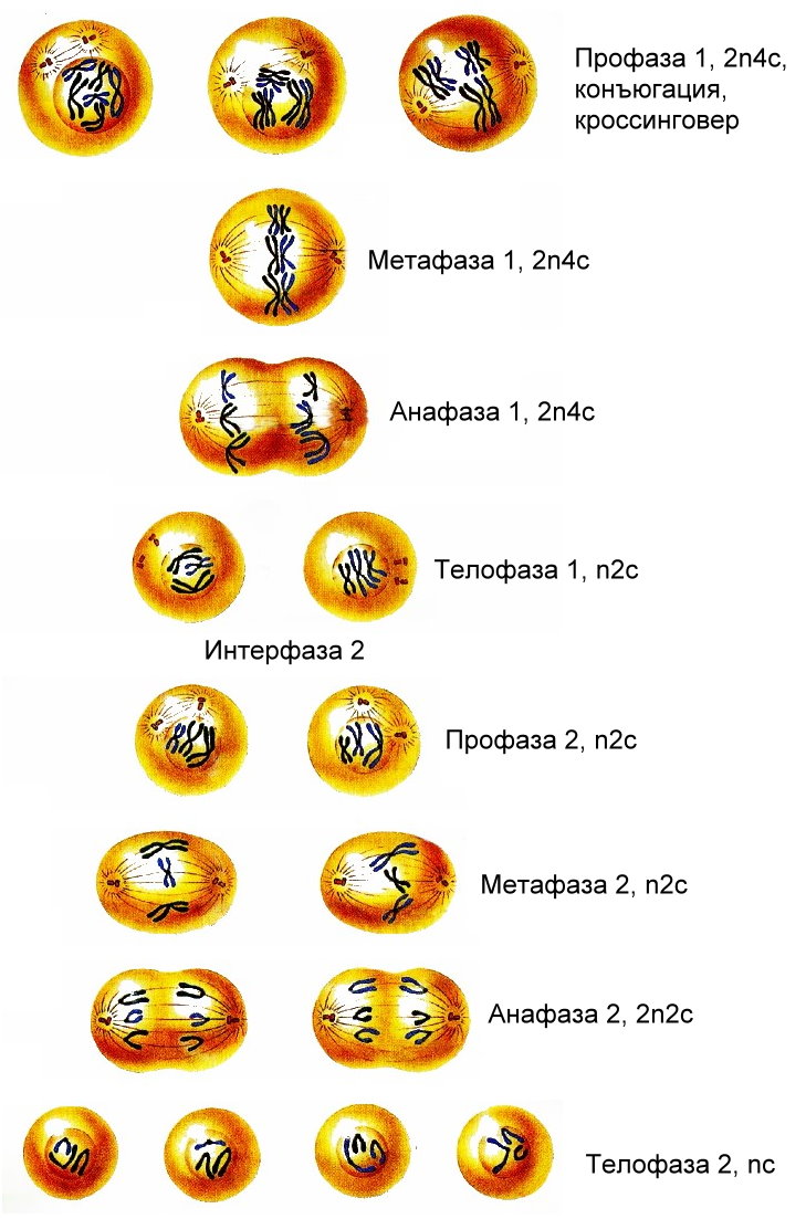 Презентация Мейоз по