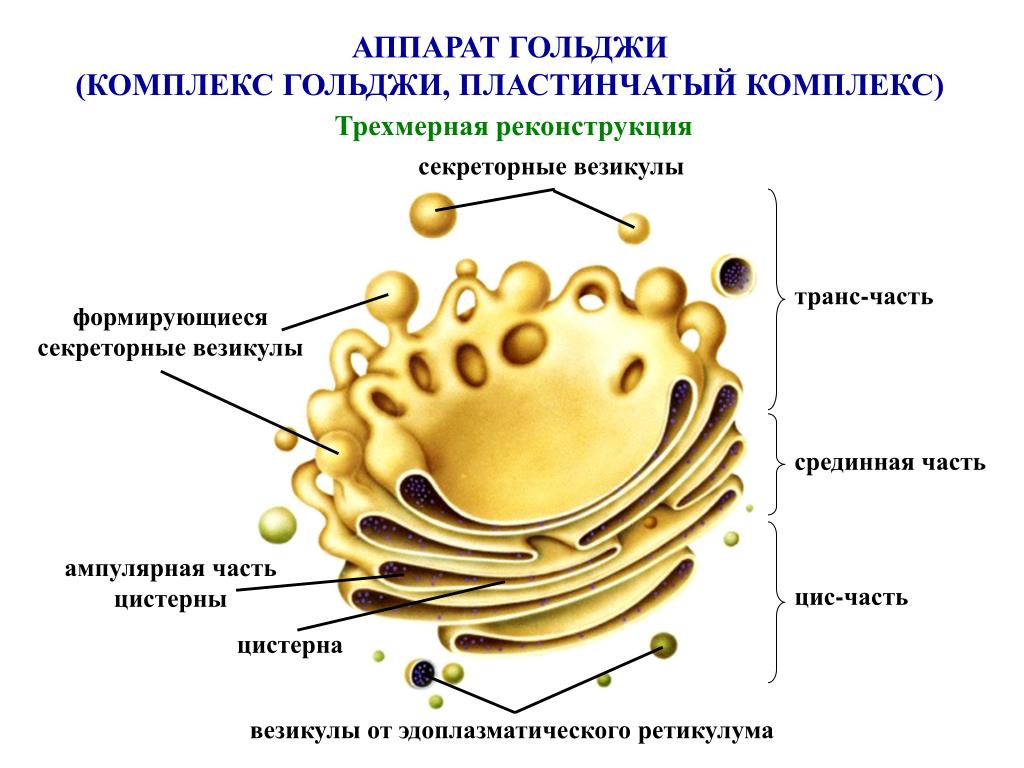 Аппарат Гольджи клетки, вид вблизи