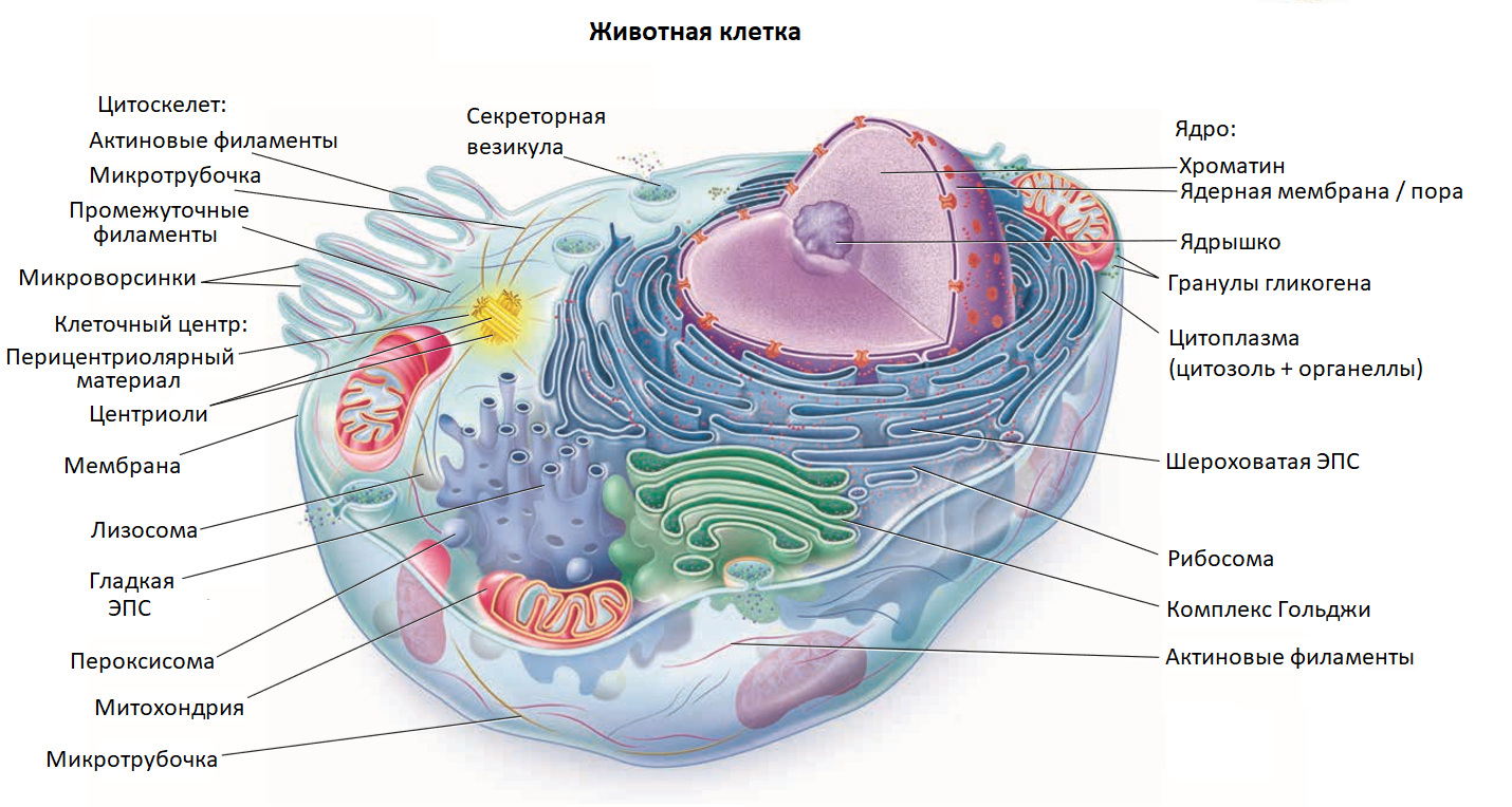 Растительные клетки Википедия