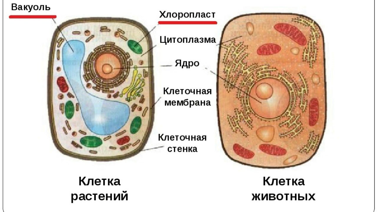 Каким номером на рисунке обозначена