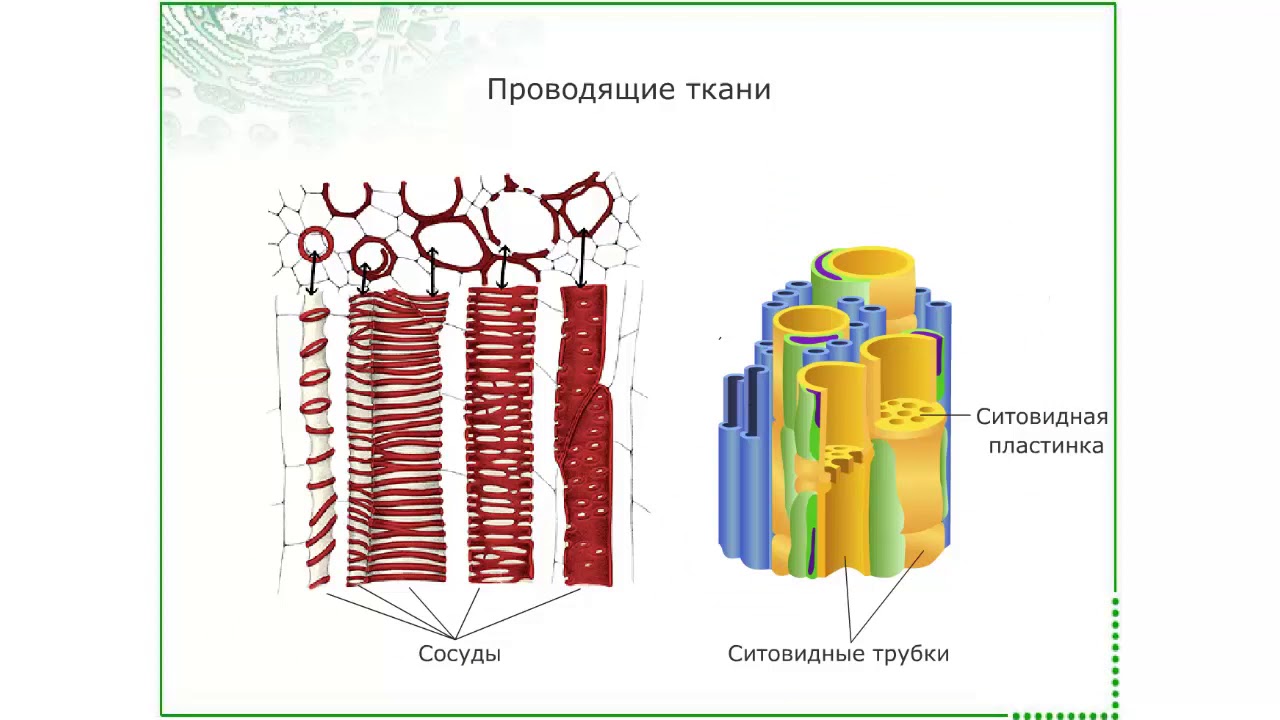 Проводящие элементы ткани органические вещества