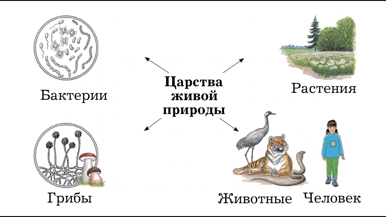 Фотосинтез, подготовка к ЕГЭ по биологии