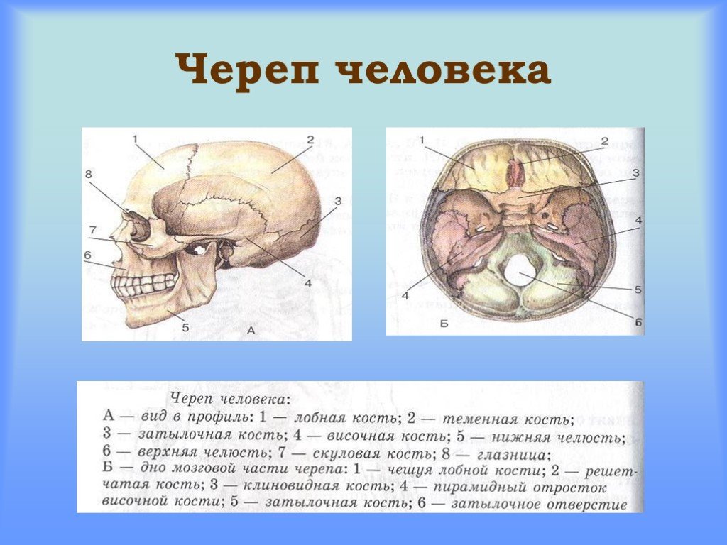 Анатомия человека. Строение скелета 