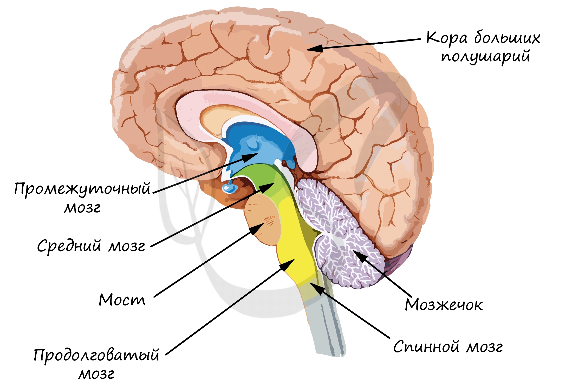 Кора больших полушарий головного мозга. Большая российская