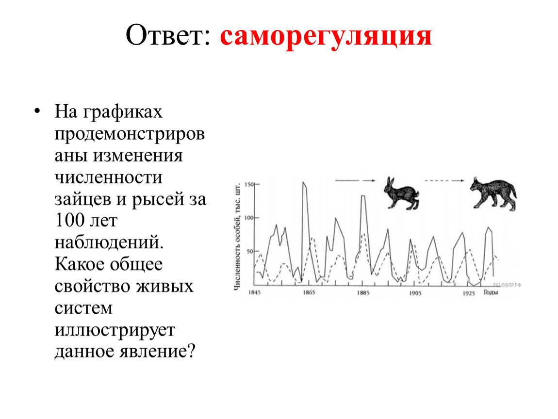 Простейшие 